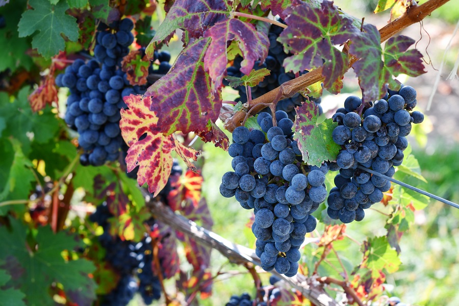 alt="La croissance de la vigne"