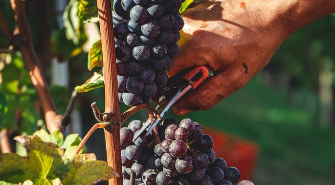 alt="Les raisins sont récoltés à la main"