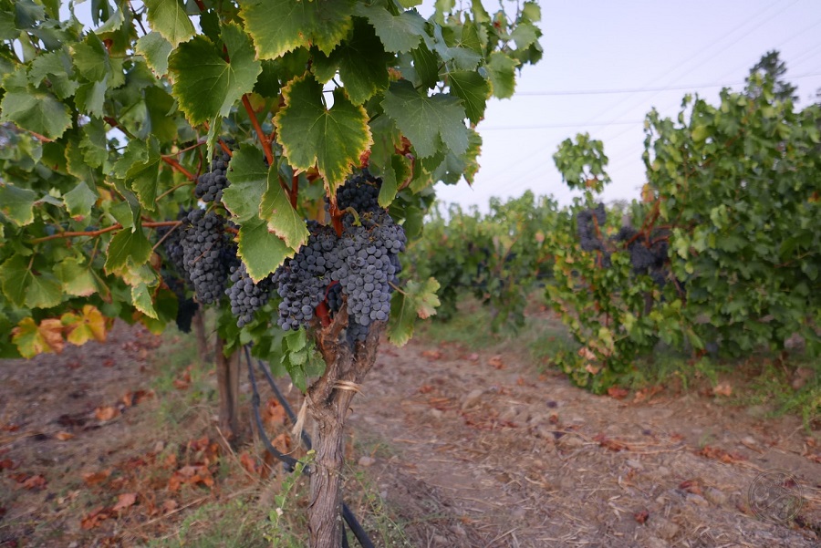 alt="Principes de base de la taille de la vigne"