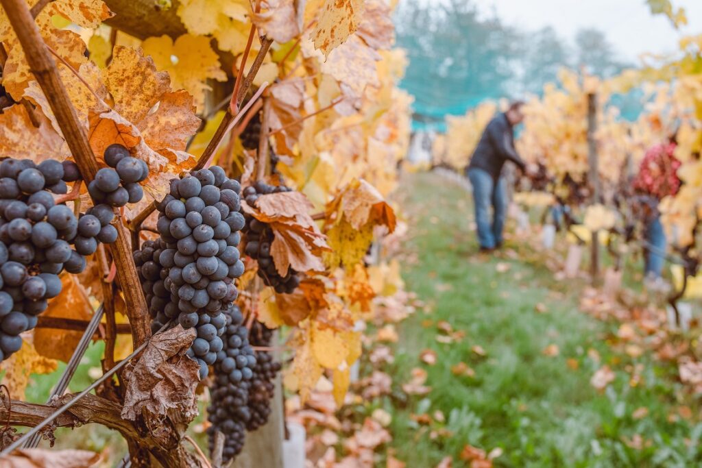 Quand tailler les vignes ?