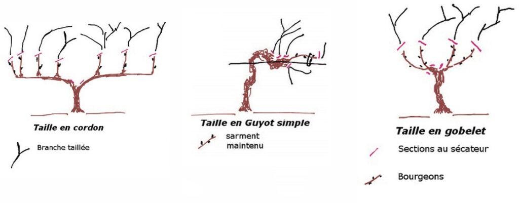 alt="Les types de taille de vigne"