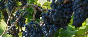 Le Cabernet Franc