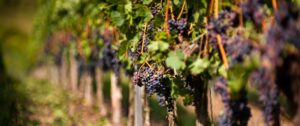 Le Merlot, Cépage Merlot – Le Guide Complet