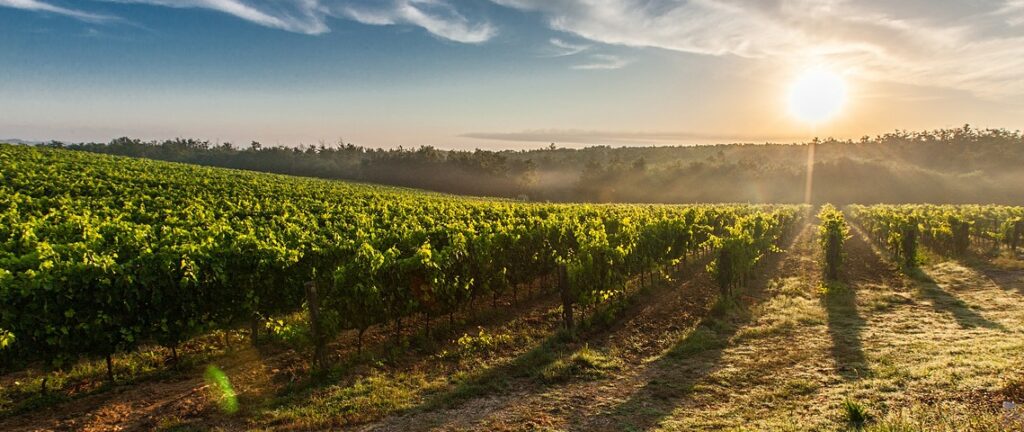 Les vins rouges côtes-du-rhône