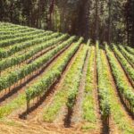 Combien de pieds de vigne un particulier peut-il planter ?