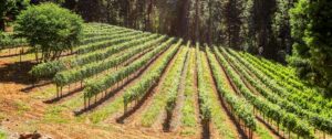 Combien de pieds de vigne un particulier peut-il planter ?