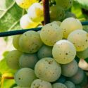 Le Riesling, Cépage Riesling, Le Guide Complet