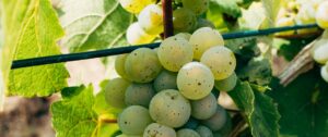 Le Riesling, Cépage Riesling, Le Guide Complet