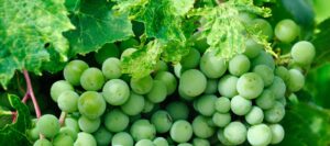 Le grenache blanc, Cépage grenache, Le Guide Complet