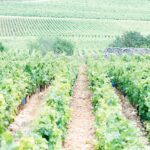 vignobles de france