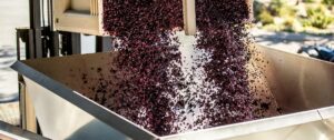 Quels sont les principes de la vinification ?