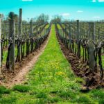 L’Ébourgeonnage dans le domaine viticole