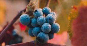 Le Cépage Carignan, Le Guide Complet