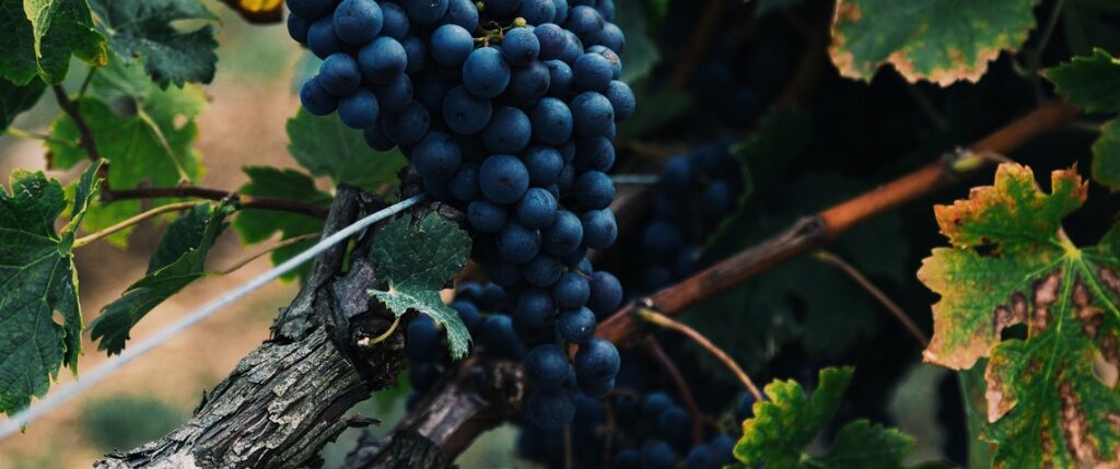 Le Grenache Noir, Cépage grenache, Le Guide Complet