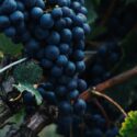 Le Grenache Noir, Cépage grenache, Le Guide Complet