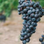 Les Vins et Cépages du Languedoc Roussillon, Le Guide Complet