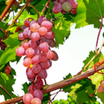 Elaboration du vin rosé : une variété de cépages à part ?