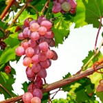 Elaboration du vin rosé une variété de cépages à part 