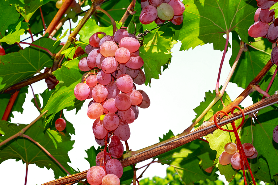 Elaboration du vin rosé  une variété de cépages à part 
