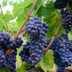 Le Cépage Beaujolais, Le Guide Complet