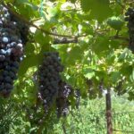 Le Cépage Cinsault - Le Guide Complet