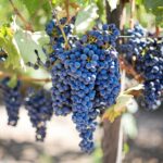 Le cépage Poulsard - Le Guide complet